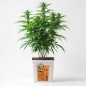 Preview: Grow Bucket Living Soil organic